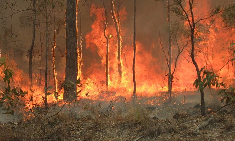 the destruction caused by wildfires