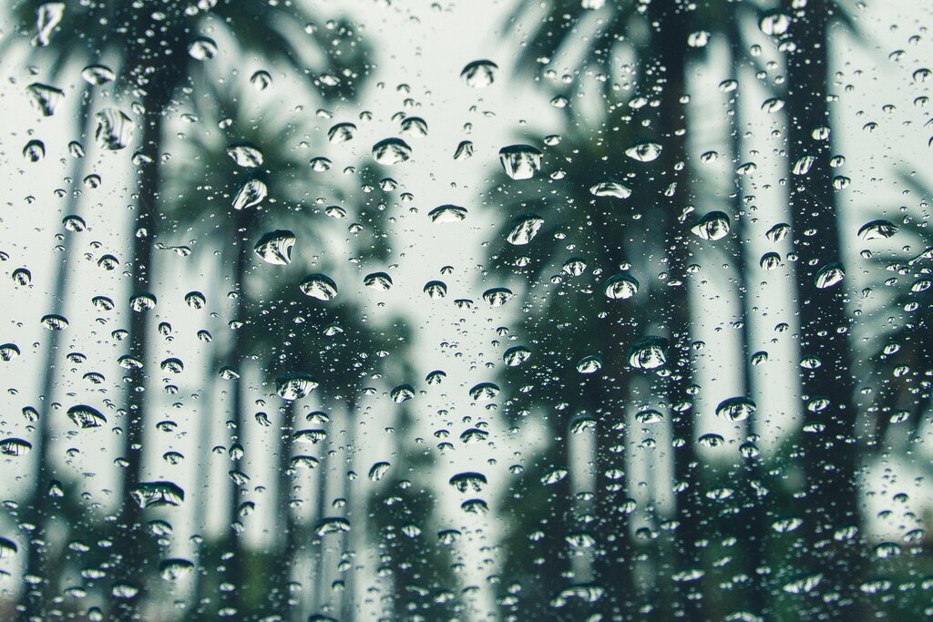 Camera lense covered with rain with palm trees in the background: the fire weather zone forecast and what you need to know