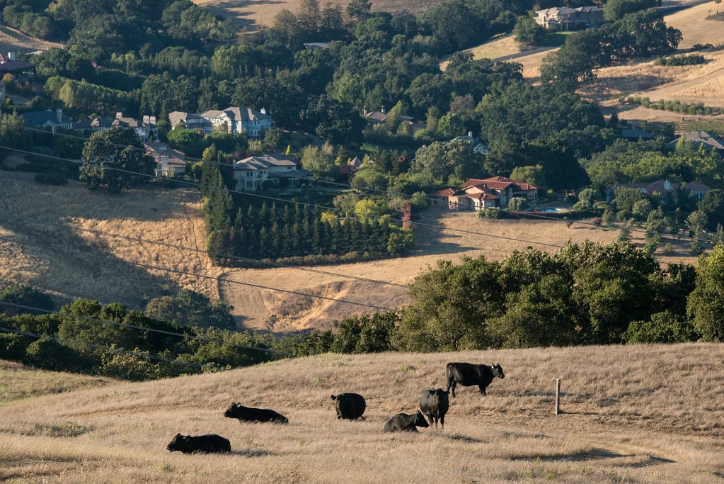 Cattle graze the Briones Regional Park in Contra Costa County, CA. USDA photo by Lance Cheung.